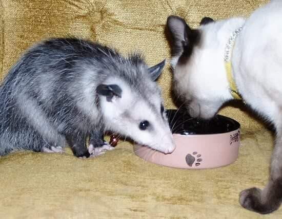 Это не единственный случай, когда кот и опоссум подружились и даже делились едой друг с другом.