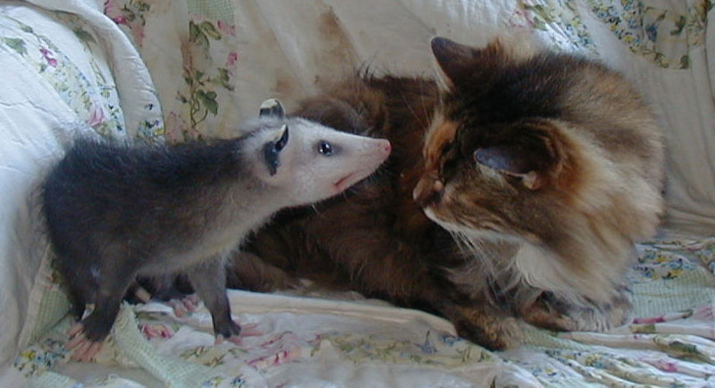 Коты и опоссумы - создания, которые могут подружиться с кем угодно!