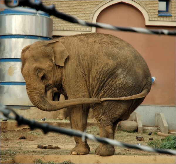 У слонов свои методы борьбы со скукой