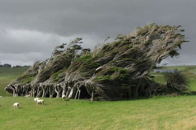 5. "Накренившиеся от ветра" деревья, Новая Зеландия