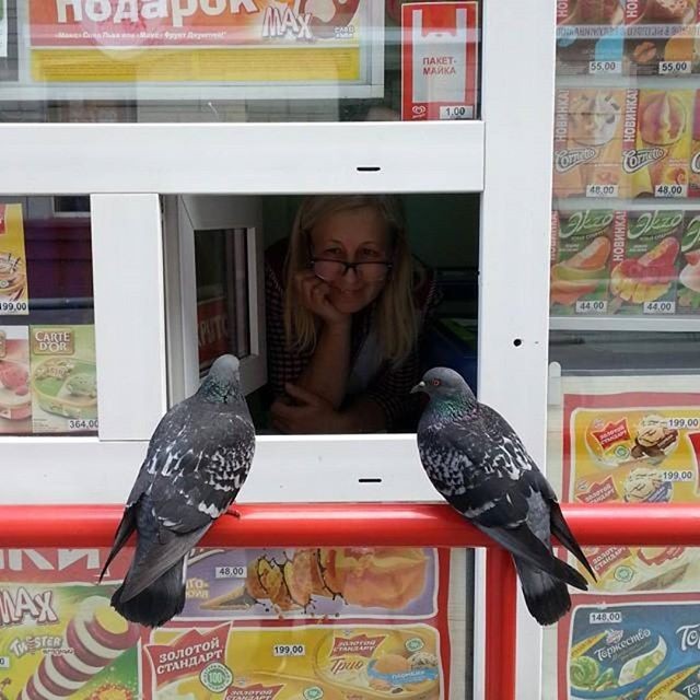 В Новосибирске даже голуби летают за покупками