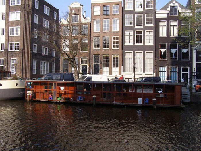   Кошечки Амстердама: лодка с необычными жителями 