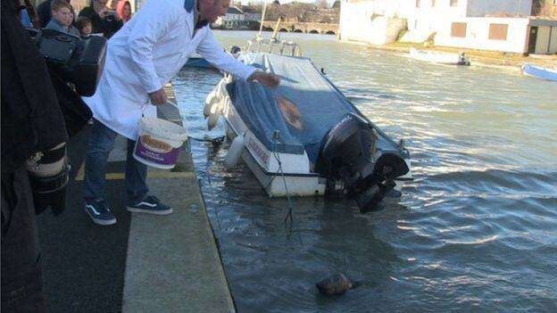 В день тюлени съедают до 9 кг еды. Ресторан скармливает Сэмми около трех килограммов.