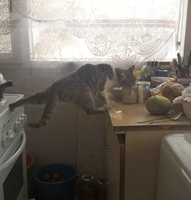  Жрать захочешь - еще не так раскорячишься!