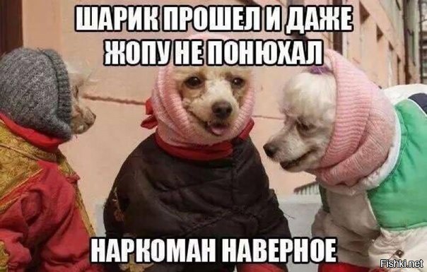 Из солянки