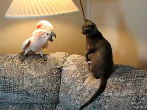 Попугай vs кот 