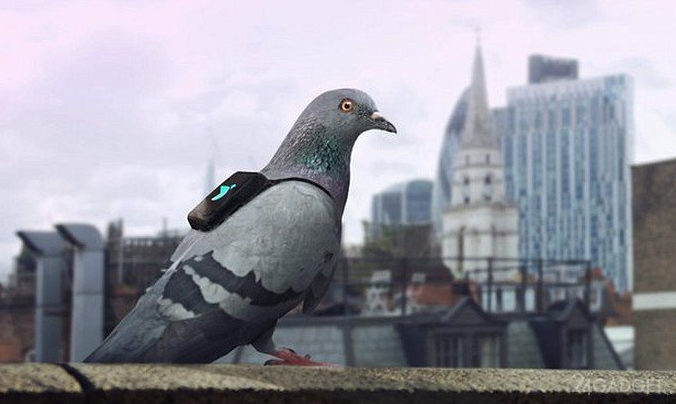 Лондонские голуби патрулируют город и пользуются интернетом 
