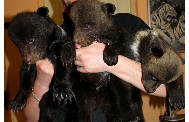 Во вторник, 22 марта, в харьковском зоопарке показали тройню бурых медвежат, сообщается на сайте зоопарка.
