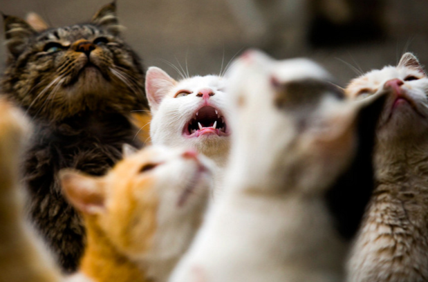 Вспышки неконтролируемой ярости связали с котиками