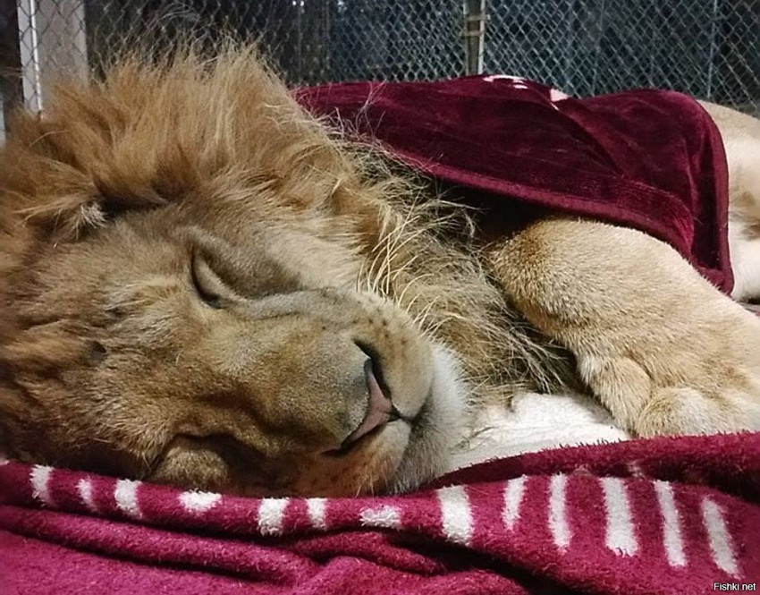 В американском зоопарке лев не может уснуть без своего одеяла