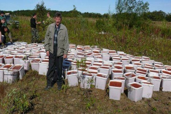 Уничтожение четырех тонн красной икры на Камчатке 