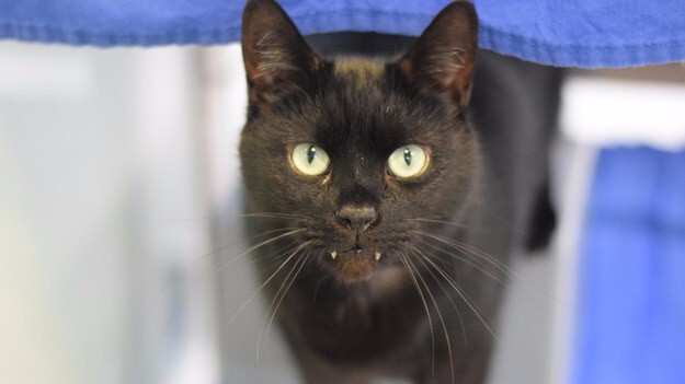 Когда кота доставили в приют, врач удалил ему большую часть зубов, но оставил «потрясающие клыки» нетронутыми