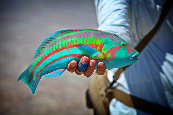 Радужная рыба, поймана возле острова Рождества (Австралия)