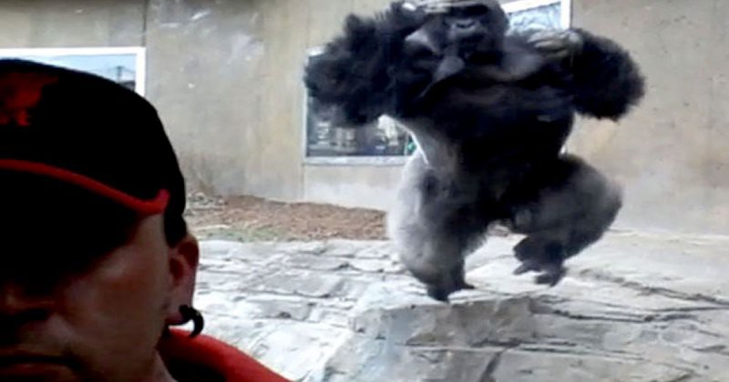 Вот что случится, если сделать селфи с гориллой, но не предупредить ее об этом