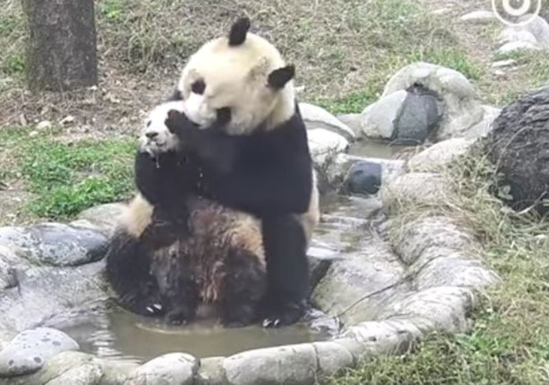 Мама-панда купает своего непослушного детеныша