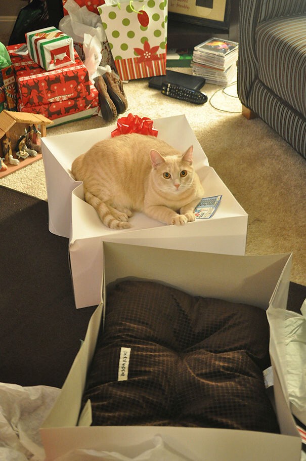 15 фотографий, показывающих, насколько кошек интересуют наши тщательно выбранные подарки