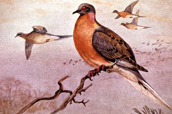 2.Странствующий голубь. Считается вымершим с 1 сентября 1914 года