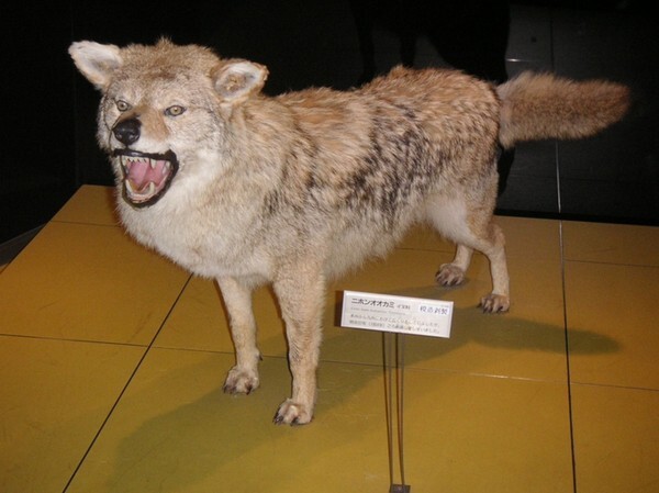4.Японский волк. Считается вымершим с 1905 года