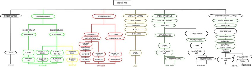 Процесс производства чая: наглядно и понятно