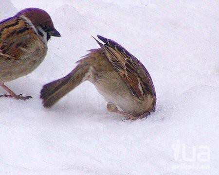 У нас в России свои страусы