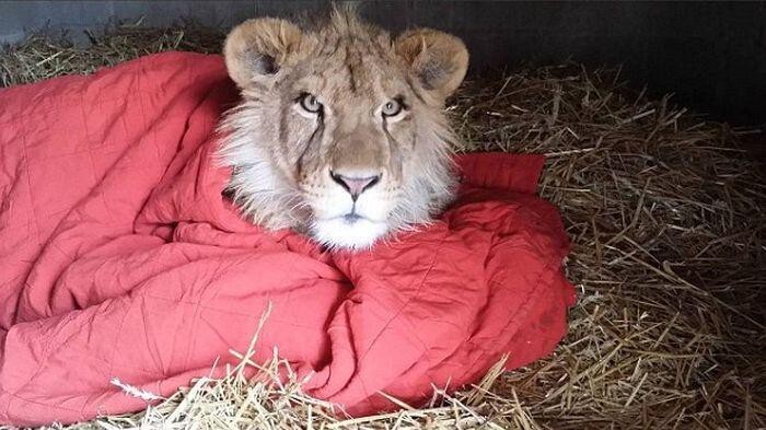 Лев, который не может уснуть без одеяла