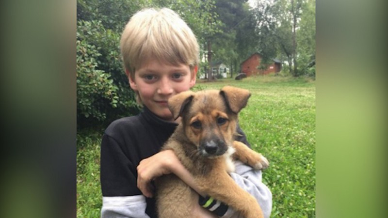 Пользователи соцсетей наградят шестиклассника, спасшего из огня собаку