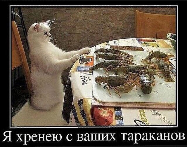 Коты и тараканы!