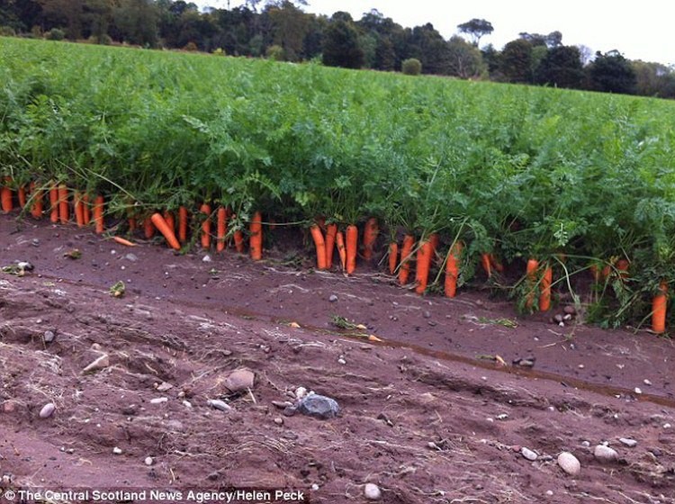 CelluComp Ltd вывела сорт самовыкапывающейся морковки