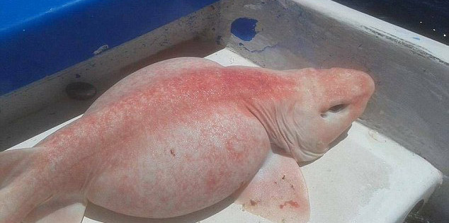 У берегов Мексики поймали странное существо