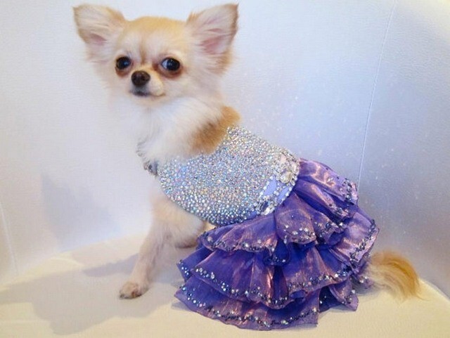 Платье для собаки  Стоимость: 6 000 долларов