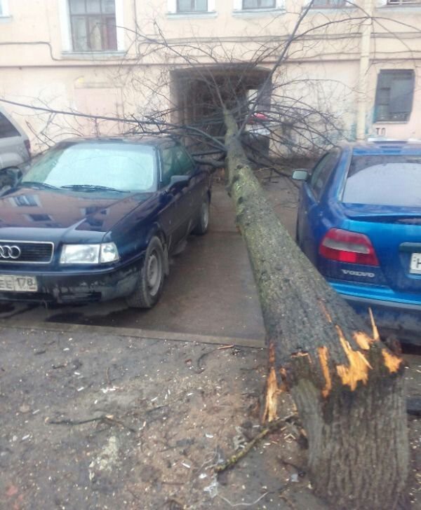 Культурное дерево в Санкт-Петербурге