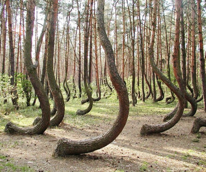 Кривой Лес в Польше. Здесь более 400 изогнутых деревьев.