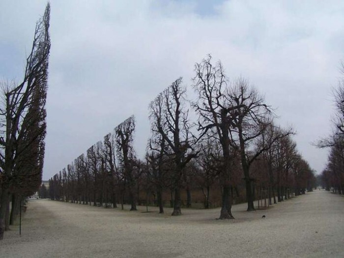 Эти деревья подстрижены и образуют прямую линию. Выглядит как что-то невероятное!