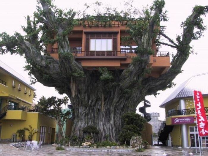 Ресторан на дереве, Окинава (Япония)