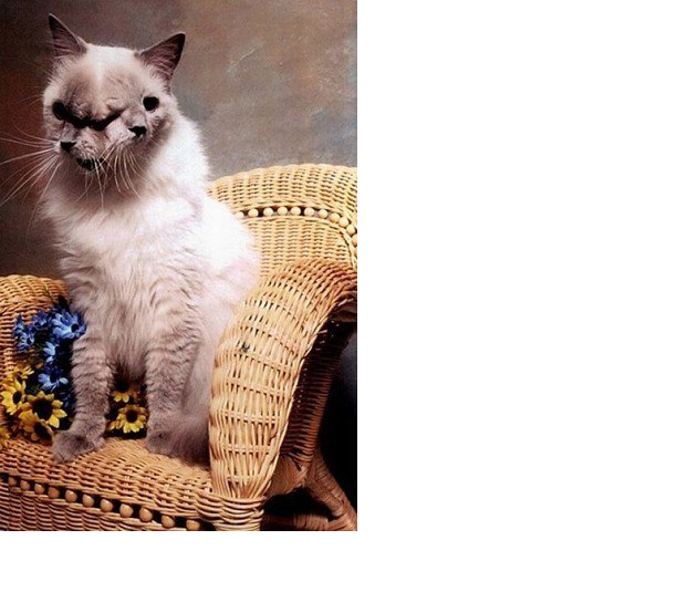 Самый старый кот с двумя мордами: Фрэнк и Луи!