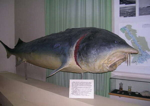 Белуга или царь-рыба