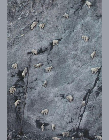 Вы когда-нибудь задумывались о горных козлах?