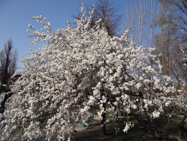 Сакура ( в отличии от японской цветет белыми цветами )