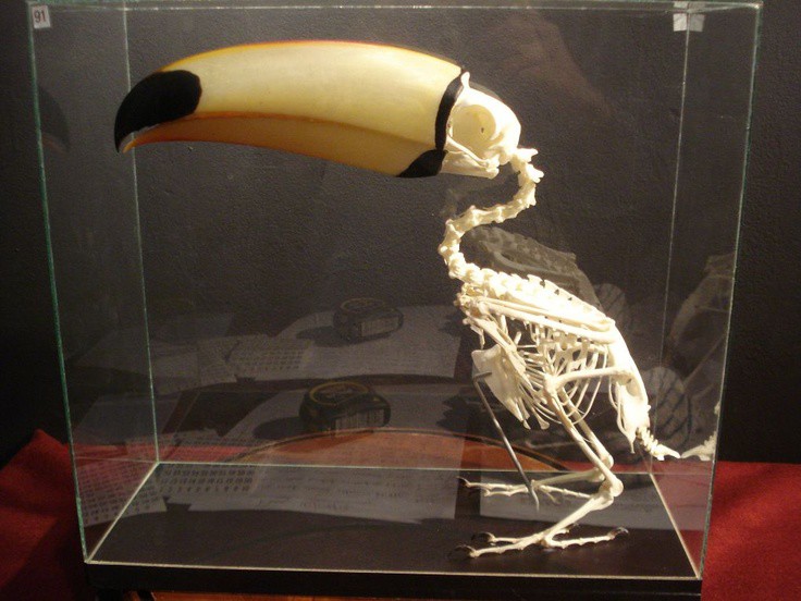 Скелет пеликана 