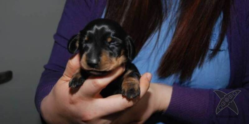 8. Такса стала первой клонированной собакой в Великобритании