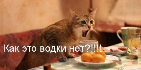 Весенние котэ