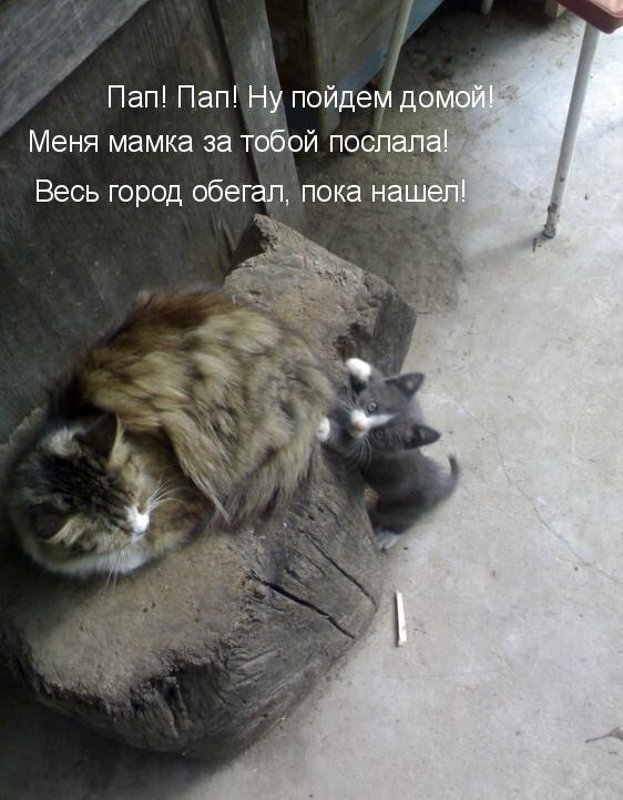 Весенние котэ