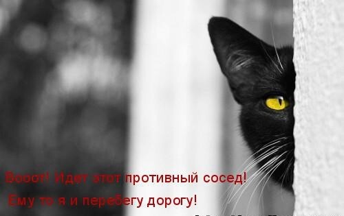 Весенние котэ