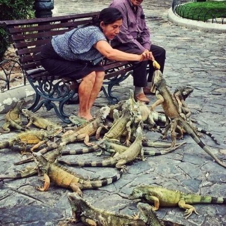 «Голуби» в Эквадоре.