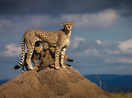 Мама и в Африке мама.