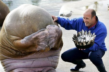 Морж смущается, когда ему дарят на день рождения торт из рыбы. Норвегия.
