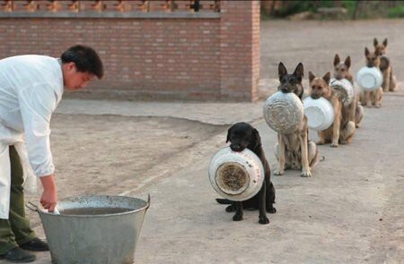 Полицейские собаки в Китае в очереди за обедом.