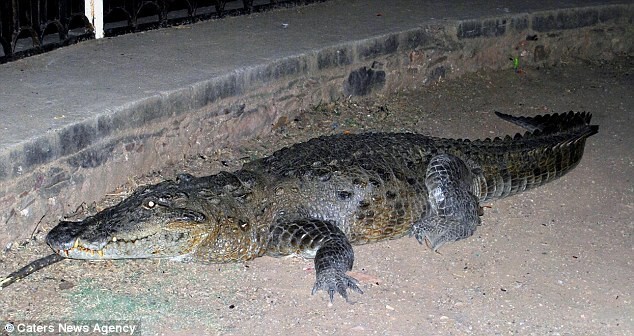 Крокодил перелез через ограждение