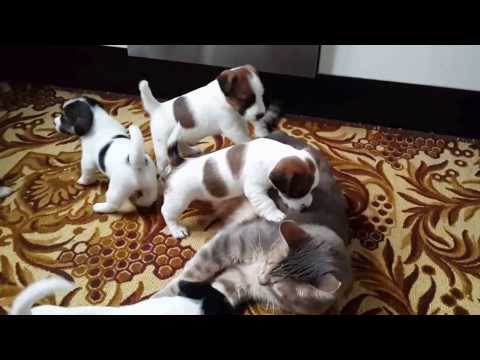Кошка играет со щенками 