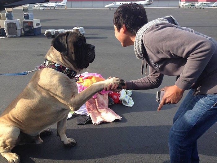 Летчики-волонтеры спасают собак от усыпления
